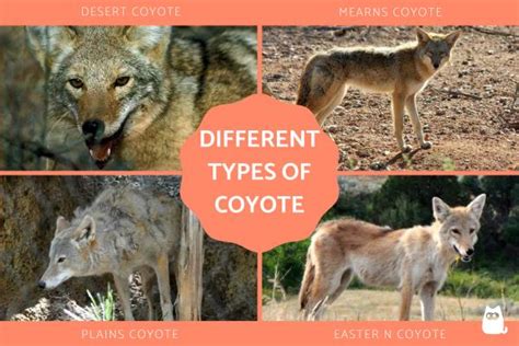 6 Different Types of Coyote Species